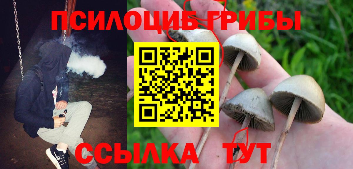 Галлюциногенные грибы Psilocybe Кудымкар